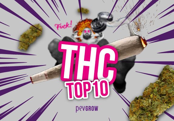 Top 10 strains with the highest amount of THC on the market