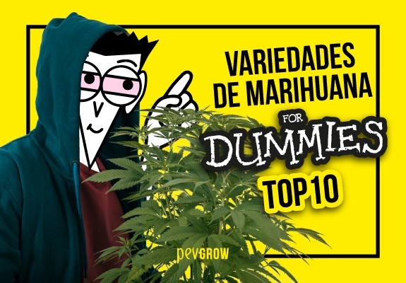 Top 10 variedades de marihuana de cultivo más fácil