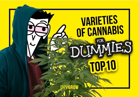 Top 10 varieties of cultivated marijuana easier