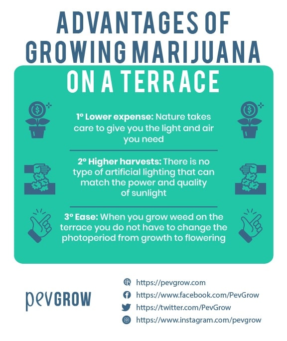 advantages-of-growing-marijuana-on-a-terrace