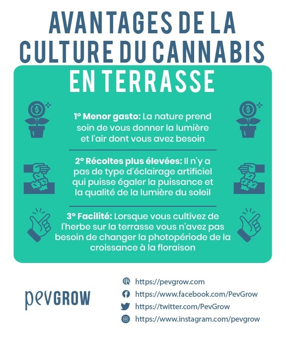 avantages-de-la-cultura-du-cannabis-en-terrasse