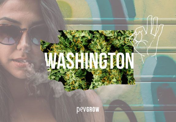 Imagen del mapa de washington con fondo de cogollos de marihuana