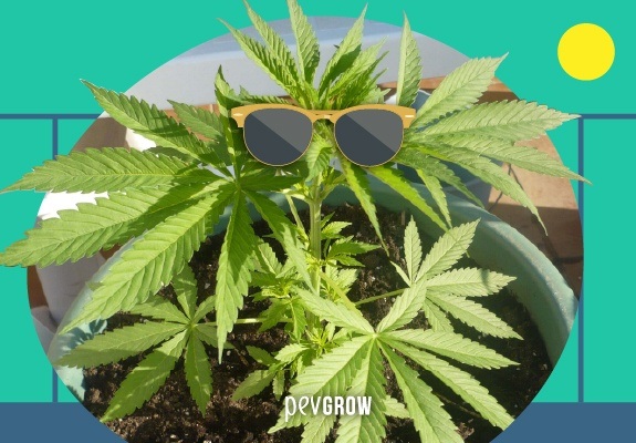 Pianta di marijuana con occhiali da sole su una terrazza