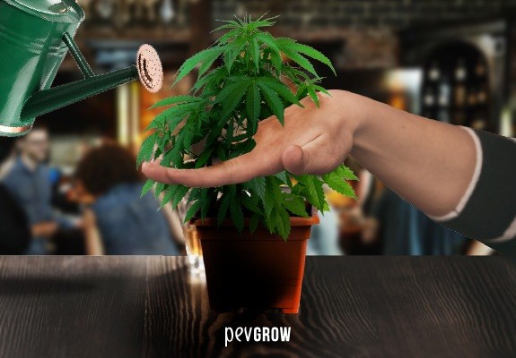 Une main tient délicatement un plant de cannabis tandis que l'autre se prépare à l'arroser avec un petit arrosoir.
