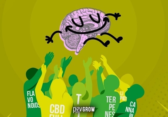Bild von Cannabinoiden und Terpenen, die zusammen arbeiten *
