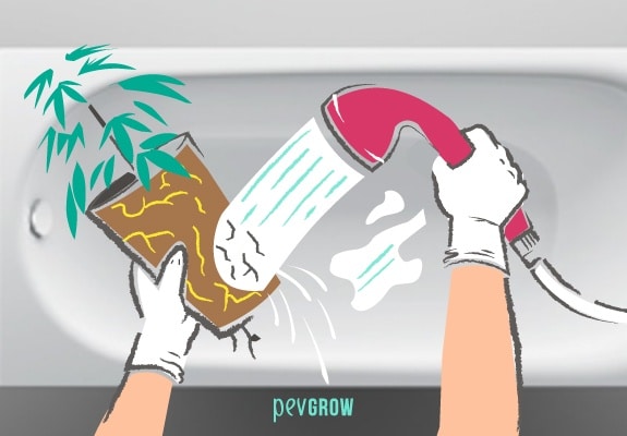 Bild einer Hand, die eine Marihuanapflanze hält und mit der anderen Hand die Wurzeln mit dem Duschtelefon wäscht und im Hintergrund eine Badewanne.