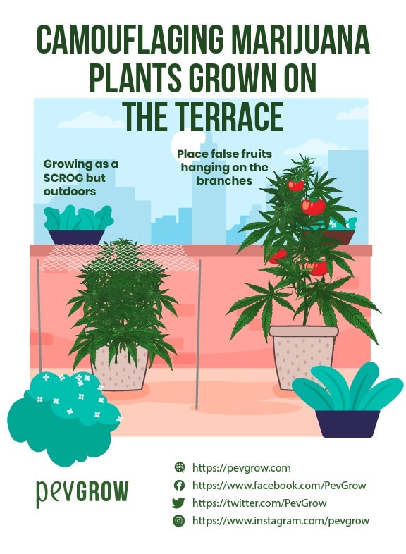 Drawing of how to Camouflage marijuana plants grown on a terrace