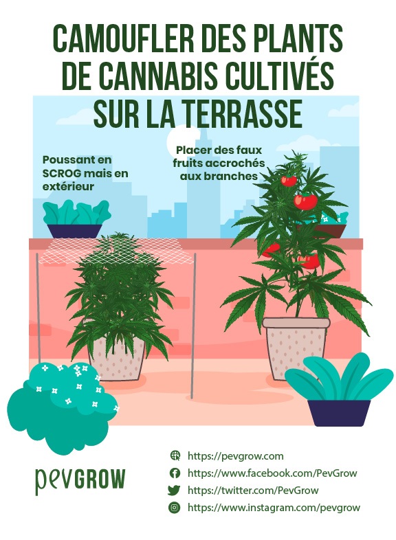 Dessin sur la façon de camoufler des plants de marijuana cultivés sur une terrasse