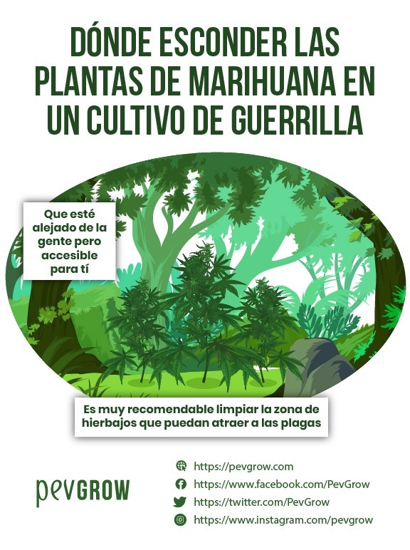 Dónde esconder las plantas de marihuana en un cultivo de guerrilla