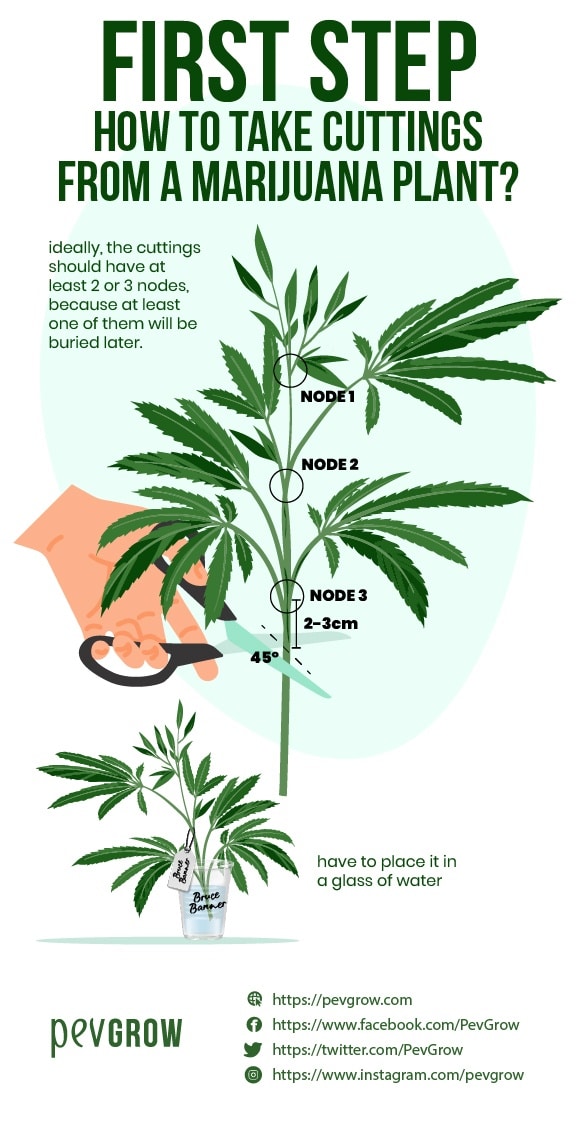 * image of an illustration showing the place where the cuttings have to be cut *