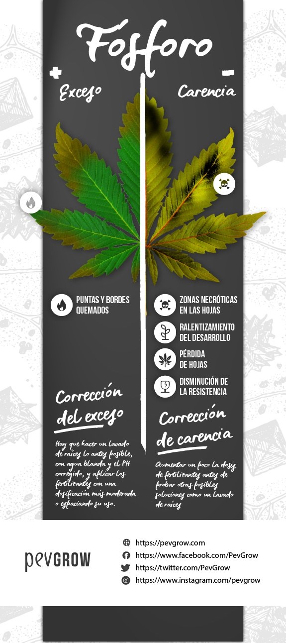 Infografía resúmen de la carencio o exceso de fósforo en la planta de marihuana