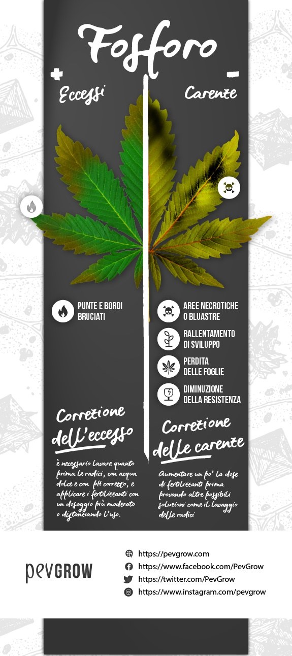 Riassunto infografico della carenza o dell'eccesso di fosforo nella pianta di cannabis