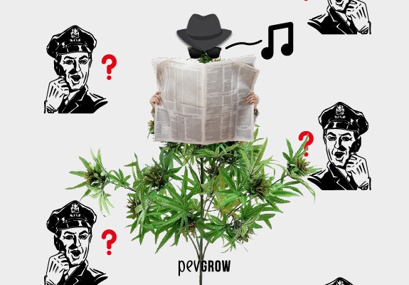 Marijuana plant half camouflaged by a newspaper read by a man in incognito, all surrounded by a profile of suspicious policemen.