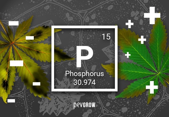Simbolo quimico del fósforo sobre hojas de cannabis