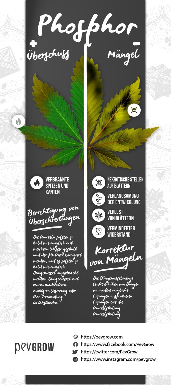 Infografische Zusammenfassung von Phosphormangel oder Phosphorüberschuss in der Cannabispflanze