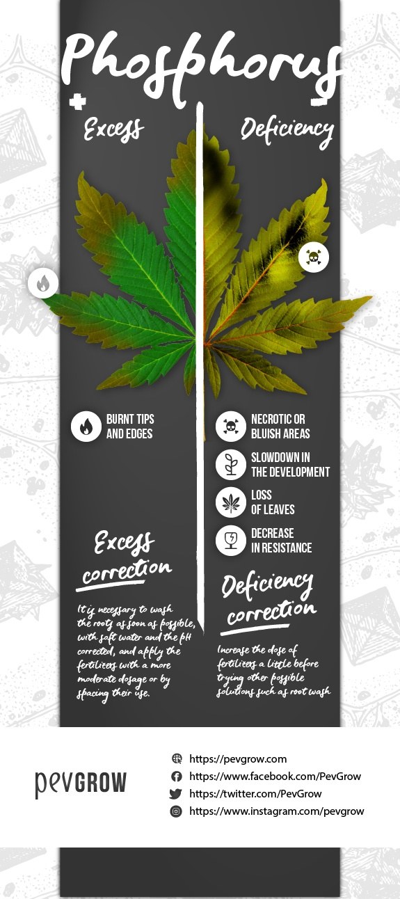 Infographic summary of phosphorus deficiency or excess of phosphorus in the cannabis plant