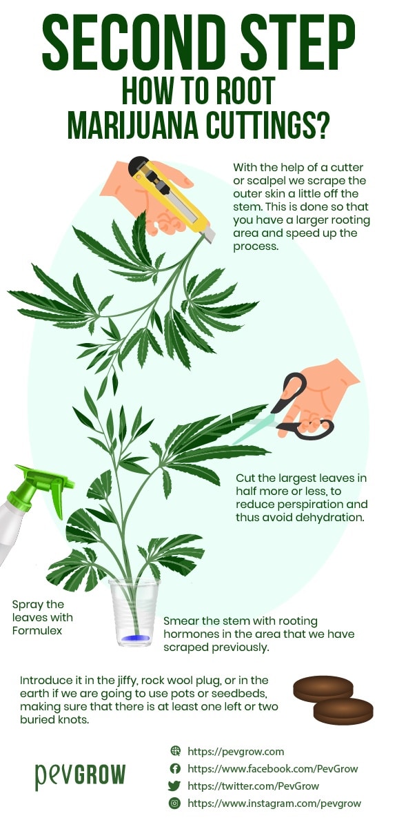 * image that represents the way to cut the largest leaves of the cuttings *