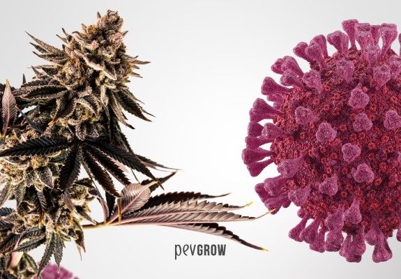 *Immagine di un coronavirus davanti a una foglia di marijuana.