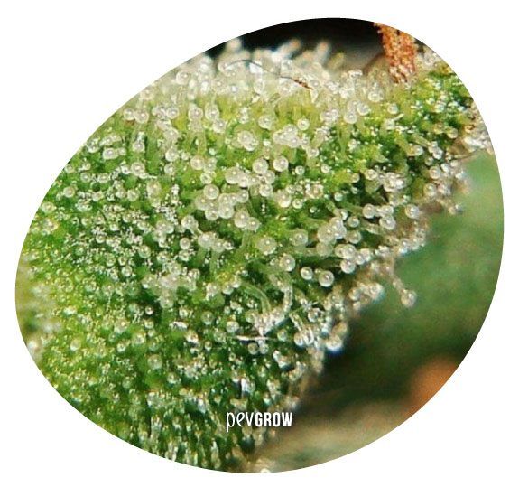 *Picture of trichomes ready to harvest and enhance the cerebral effect.