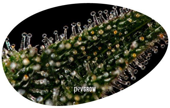 Marijuana Trichomes - Photos and Maturation Data - Pevgrow