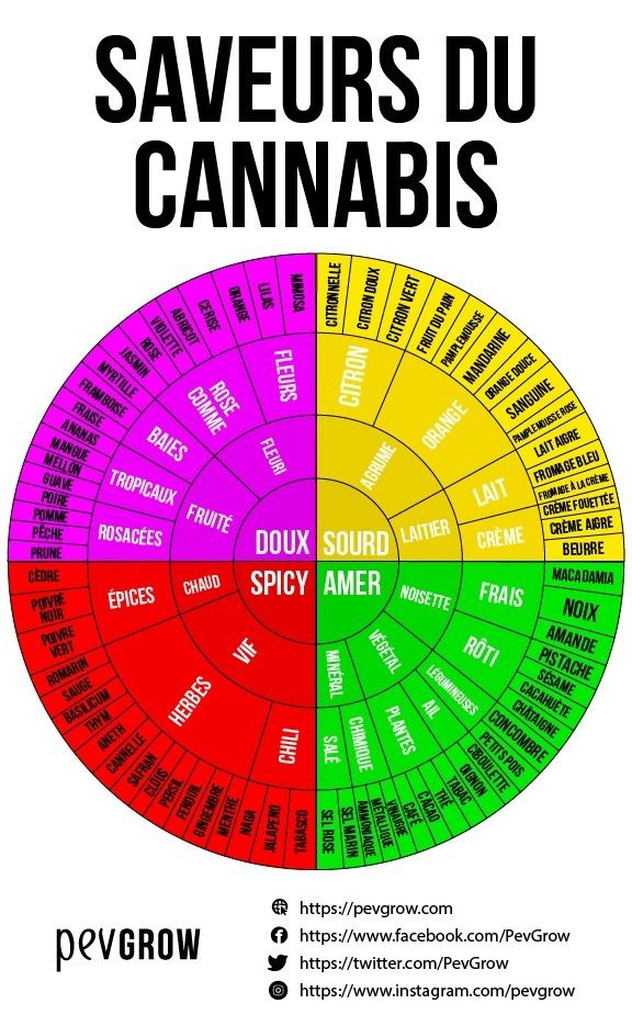 Roue des saveurs du cannabis.