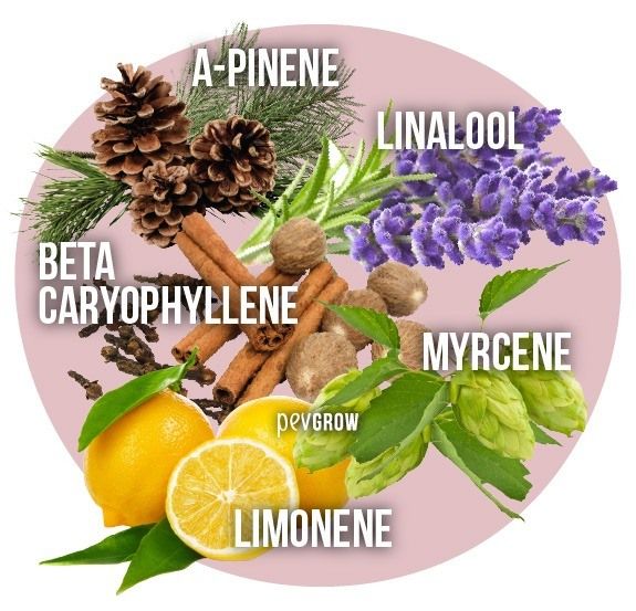 Imagen de los terpenos con sus nombres escritos