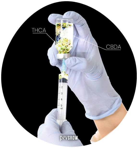 * Bild von THCA- und CBDA-Molekülen in einer Spritze