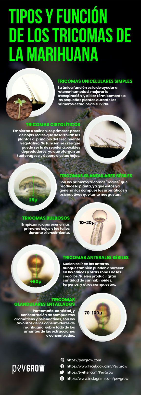 Resumen de tipos y funciones de los tricomas de la marihuana