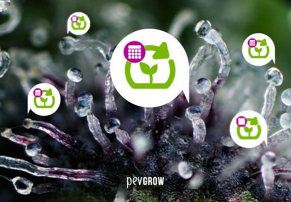 Trichomes of the marijuana, what are they? function and color to know the point of maturation