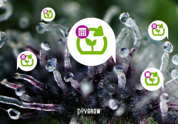 Trichomes du cannabis, que sont-ils ? fonction et couleur pour connaître le point de maturation