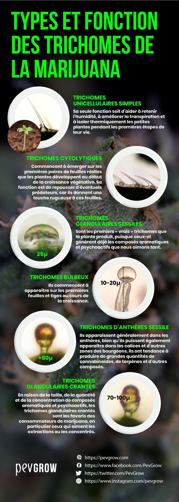 Résumé des types et fonctions des trichomes du cannabis