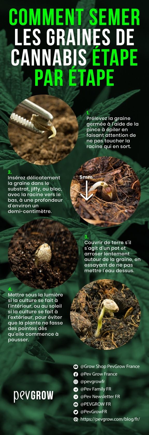 Infographie sur la façon de semer des graines de cannabis, étape par étape