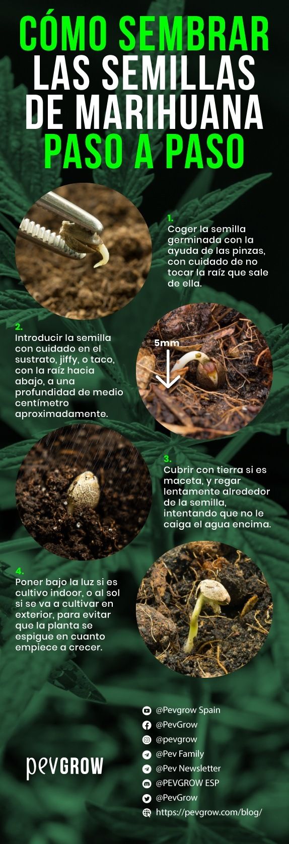 Infografía de cómo sembrar las semillas de marihuana paso a paso