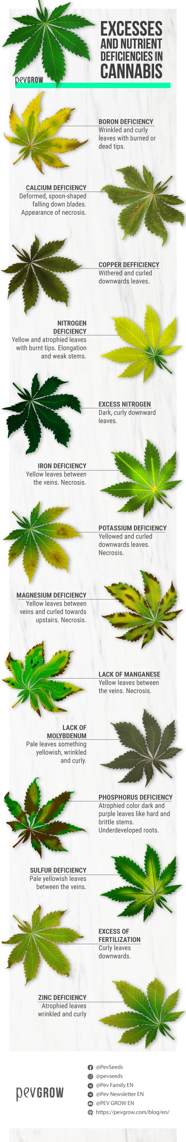 Excesses and deficiencies in the cultivation of marijuana