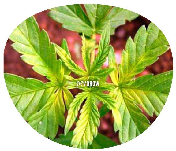 Erstes Stadium des Zinkmangels in einer Marihuanapflanze
