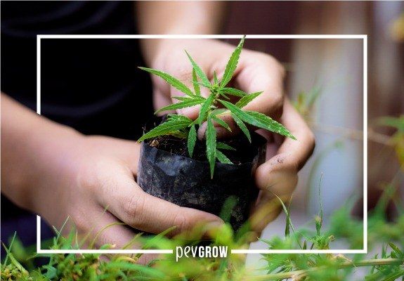 Comment planter et transplanter des graines de cannabis