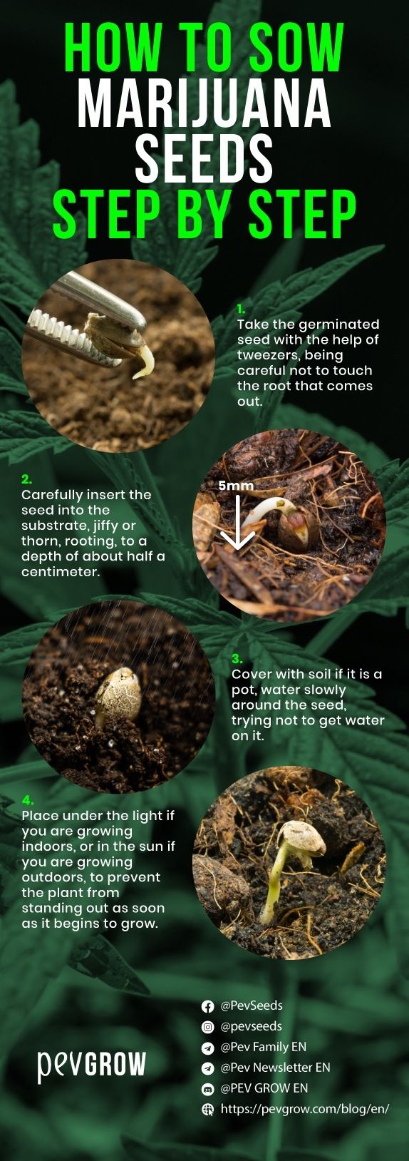 Infographic on how to sow marijuana seeds step by step