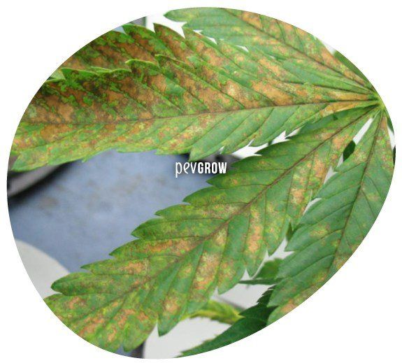 * Image of a calcium-deficient marijuana leaf *