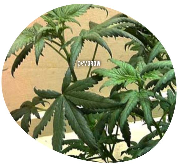 *Imagen de una planta de cannabis afectada por exceso de nitrógeno