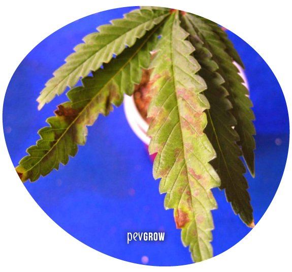 * Image of a marijuana leaf showing a phosphorus deficiency