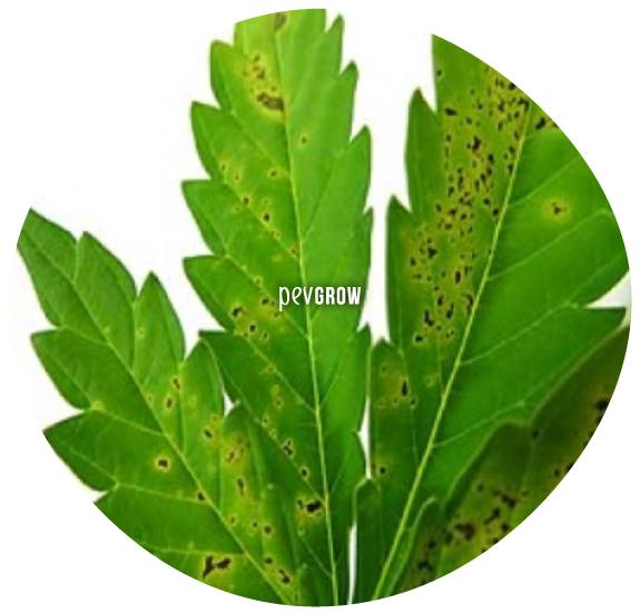 * Image of a marijuana leaf with copper*