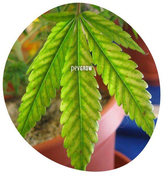 * Image of a marijuana leaf with magnesium deficiency