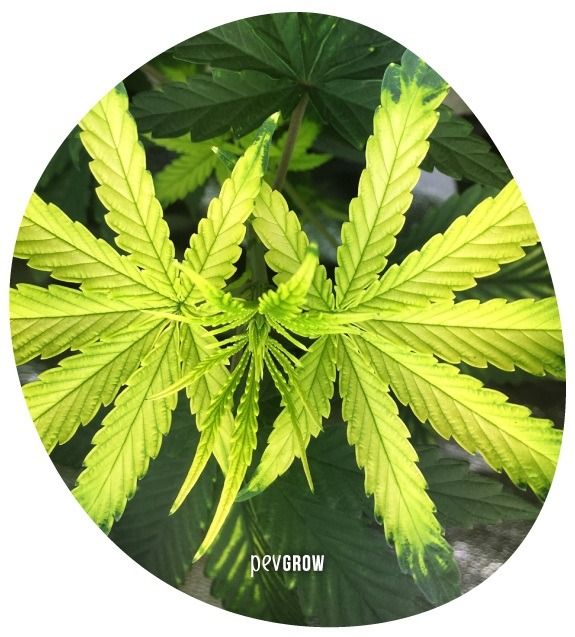 *Immagine di una pianta di marijuana con carenza di ferro*