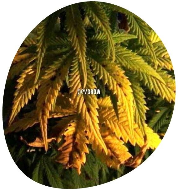 *Bild einer Marihuanapflanze mit Molybdänmangel*