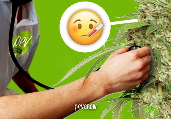 Diagnosticar enfermedades en las plantas de cannabis
