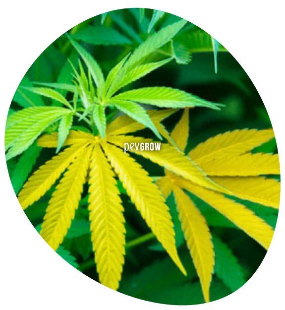 Planta de marihuana con un estado avanzado de carencia de zinc