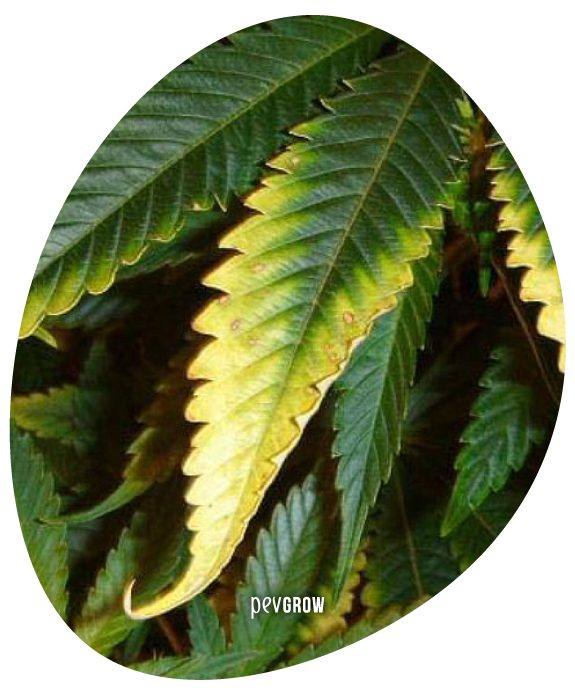 *Image d'une feuille de cannabis avec une carence en potassium