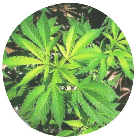*Image d'une plante de cannabis dépourvue de soufre*