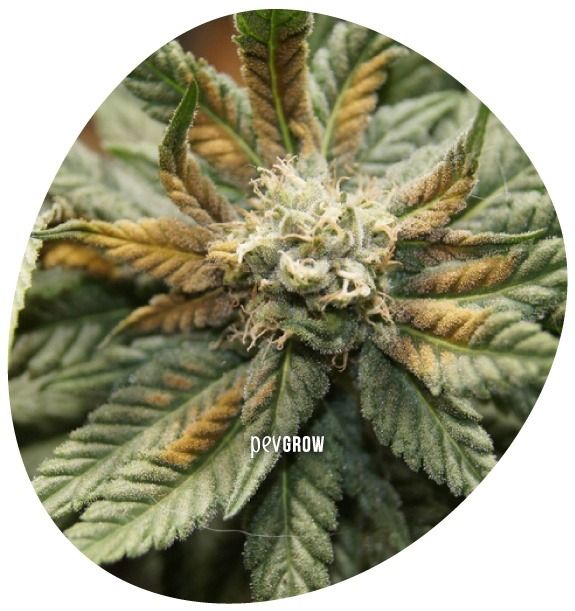 *Imagen de una planta de marihuana con carencia de boro*