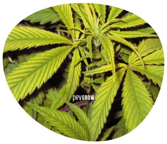 *Imagen de una planta de marihuana con carencia de manganeso*